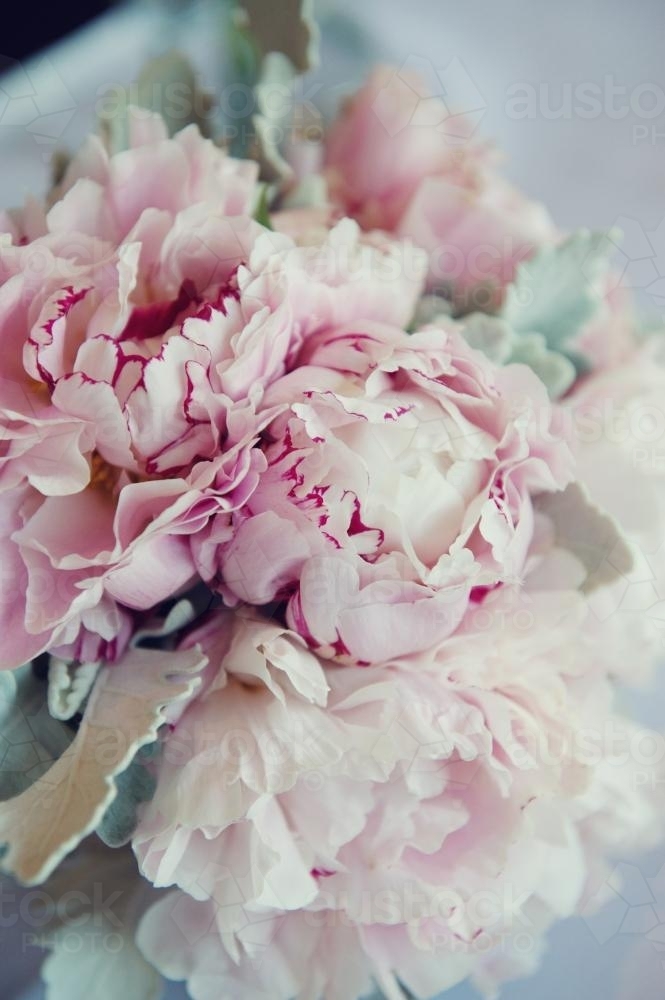 Wedding Bouquet of Peonies - Australian Stock Image