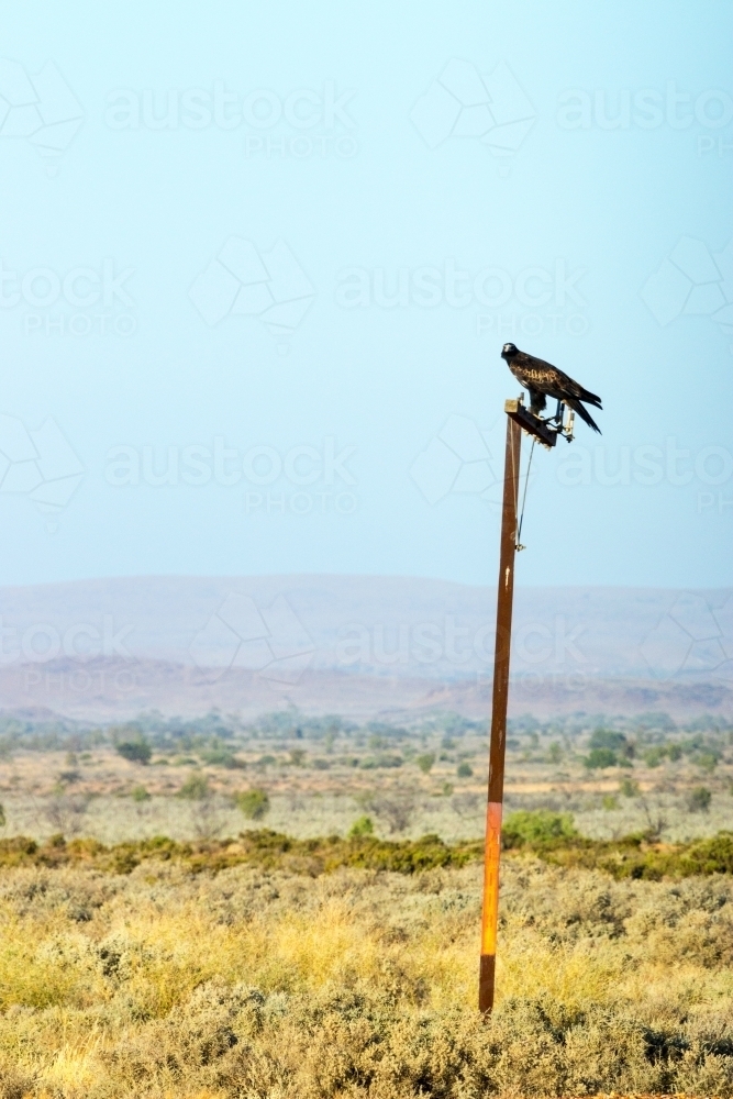 Wedge tail eagle perched on a pole - Australian Stock Image
