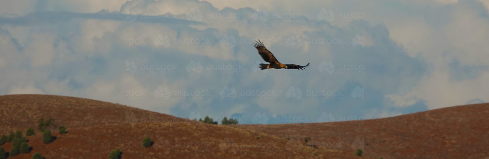 Wedge-tailed Eagle - Australian Stock Image