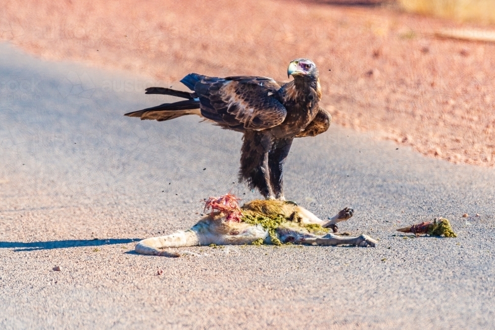 Wedge tailed eagle eating road kill on a remote rural road - Australian Stock Image