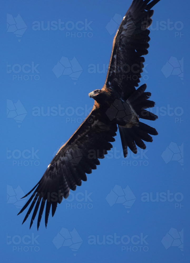 Wedge-tailed Eagle in flight - Australian Stock Image