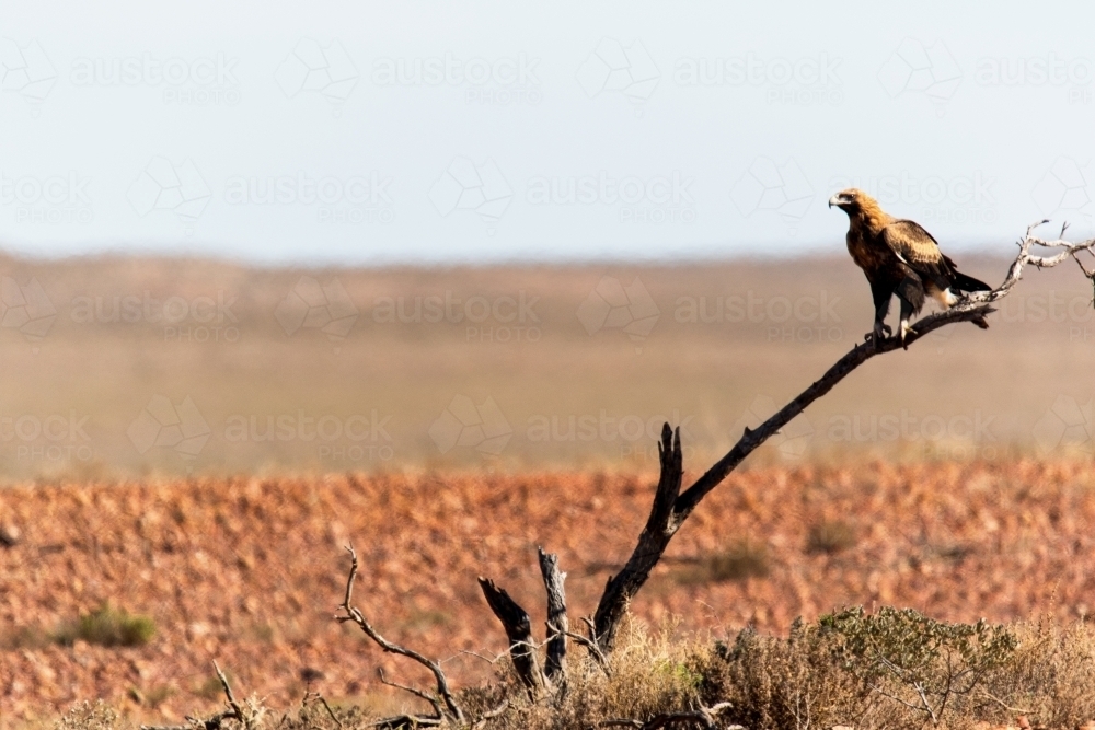 Wedge-tailed eagle on branch in outback - Australian Stock Image