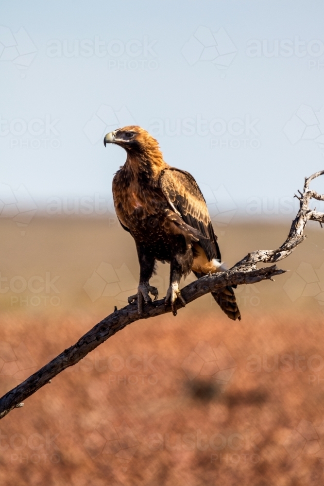 Wedge-tailed eagle on dead branch - Australian Stock Image