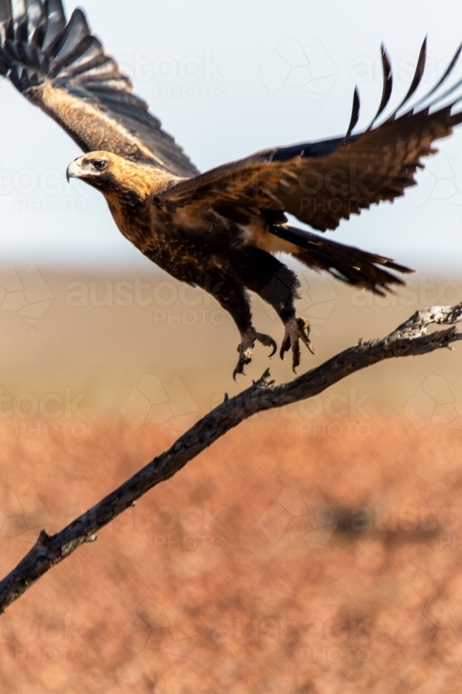 Image of Wedgetailed eagle taking flight Austockphoto