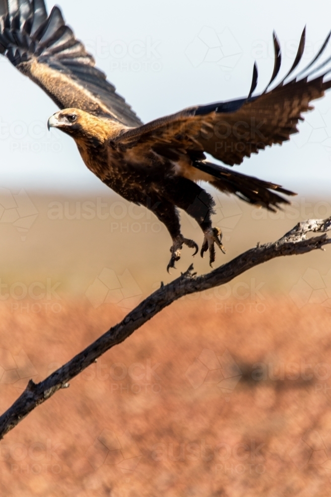 Wedge-tailed eagle taking flight - Australian Stock Image