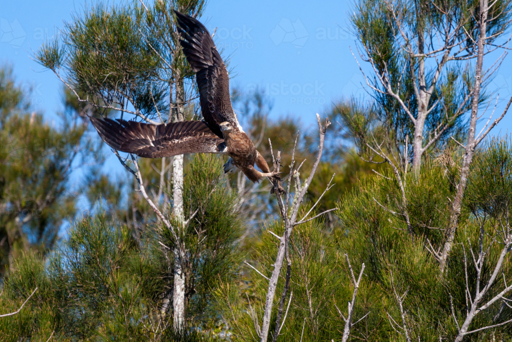Wedge-tailed Eagle taking flight from tree. - Australian Stock Image