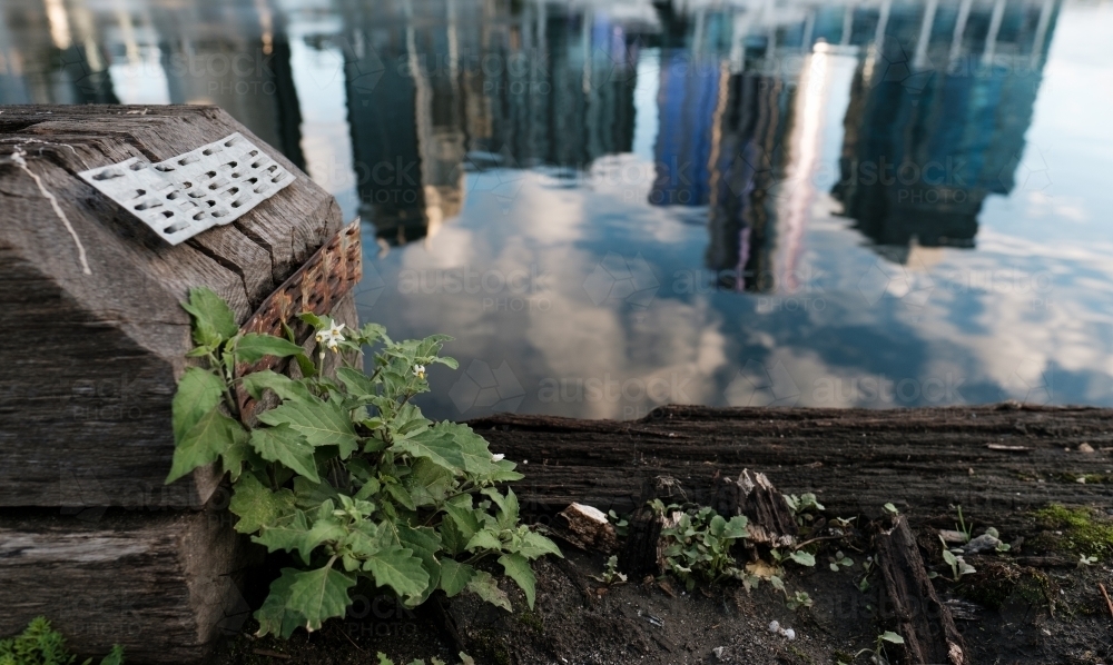 Weed on a Pier in Victoria Harbour with reflections in water - Australian Stock Image
