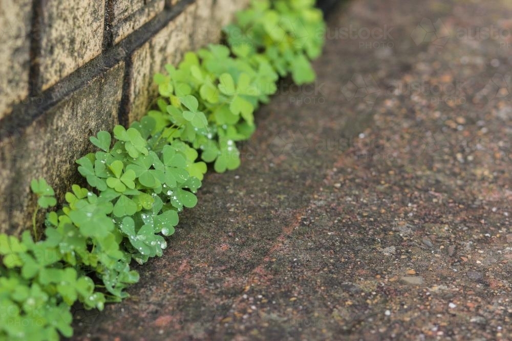 Image of Weeds growing in a crack between a path and brick wall ...