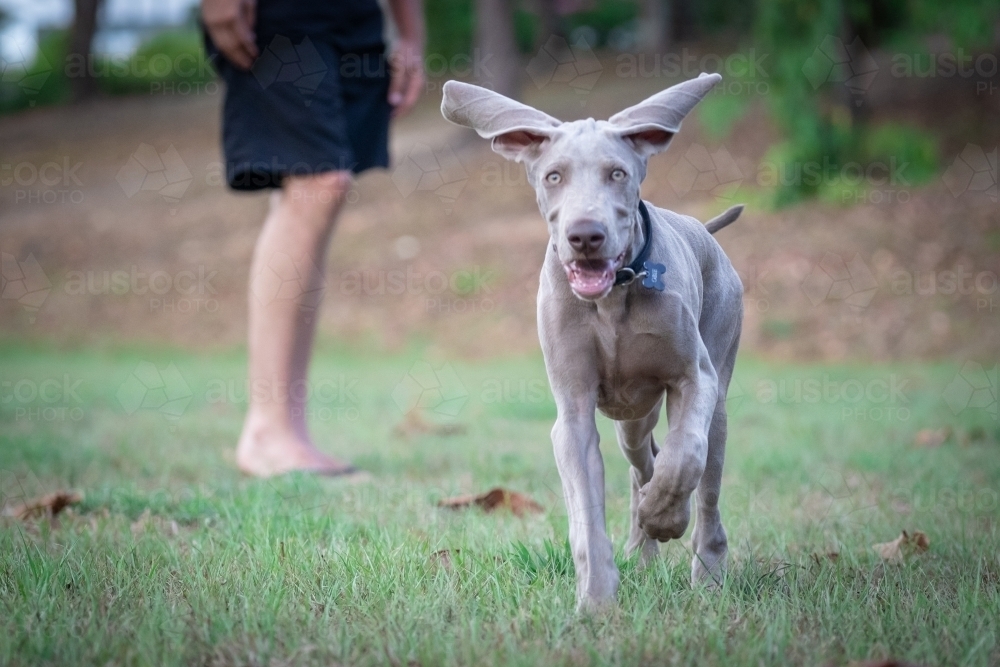 Weimaraner puppy running towards camera - Australian Stock Image
