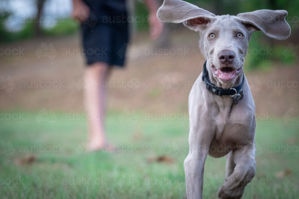 Weimaraner puppy with big ears running on grass field - Australian Stock Image