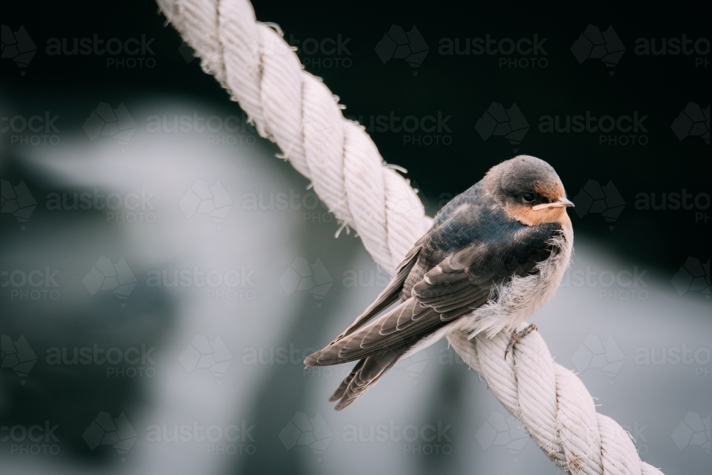 Welcome Swallow on a rope - Australian Stock Image