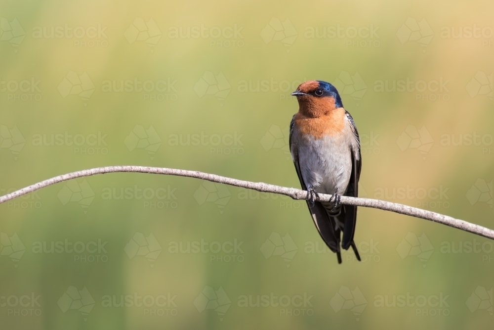 Welcome Swallow perched on a twig - Australian Stock Image