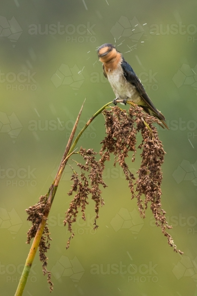Welcome Swallow shaking its head while perched on a dry branch - Australian Stock Image