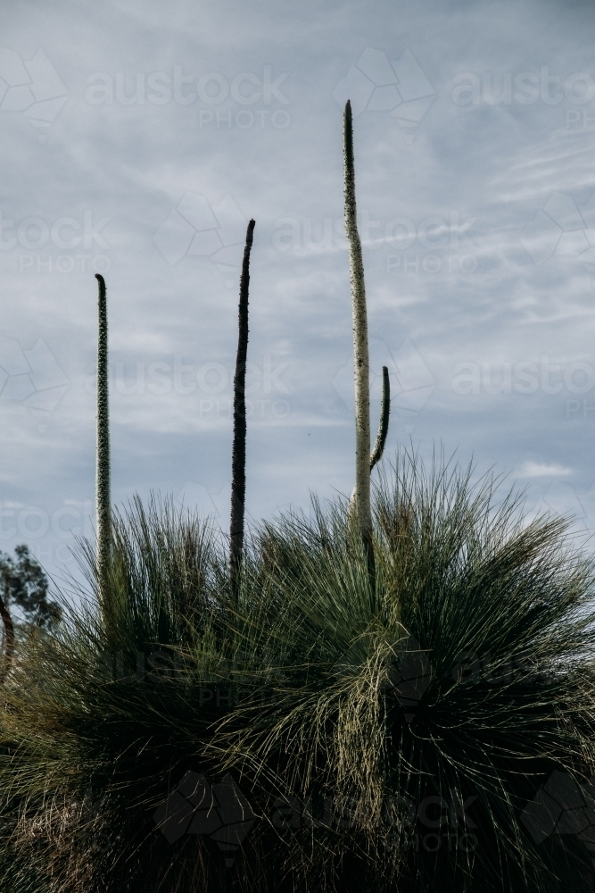 West Australian Bush - Australian Stock Image