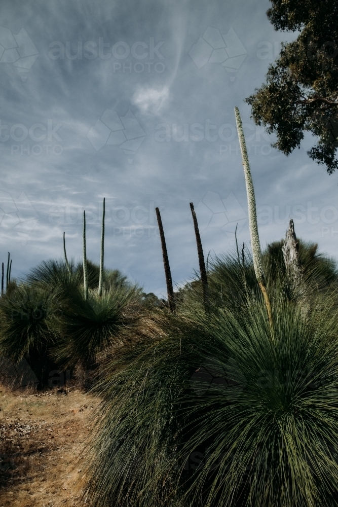 West Australian Bush - Australian Stock Image