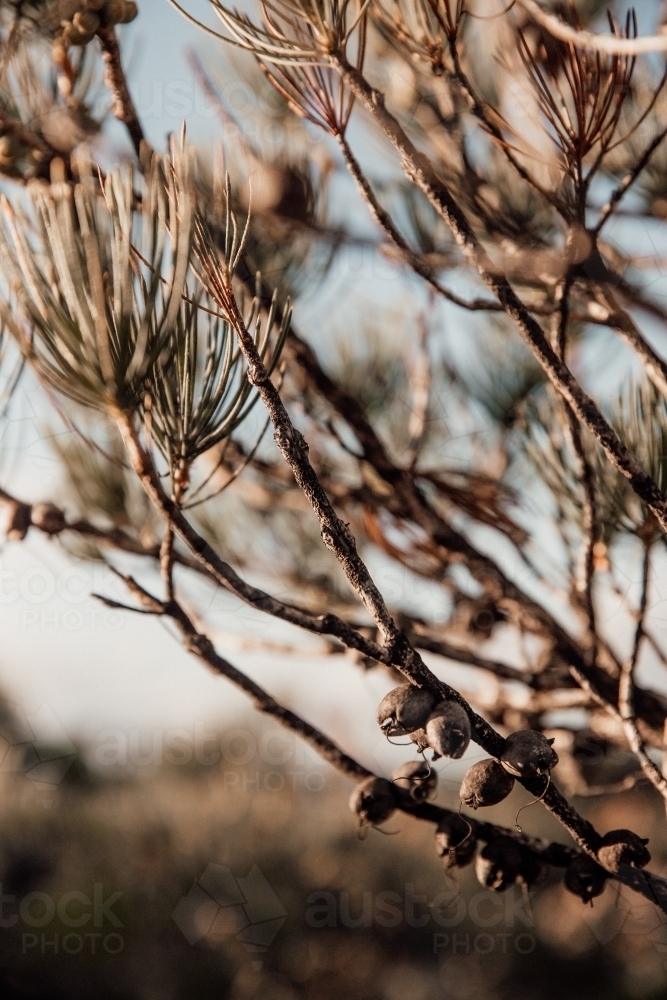 West Australian Bush - Australian Stock Image