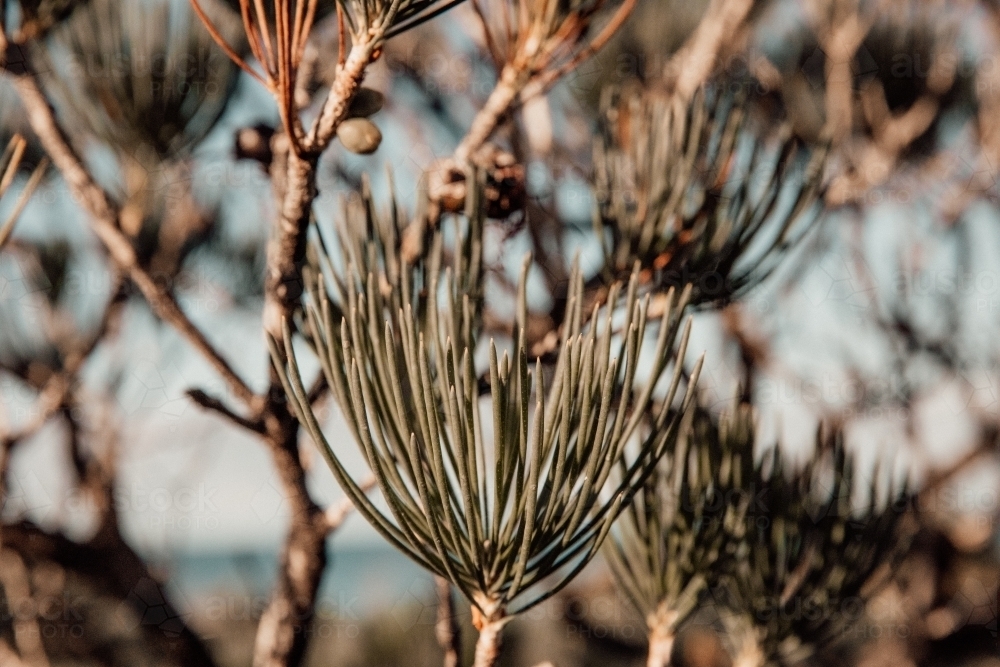 West Australian Bush - Australian Stock Image
