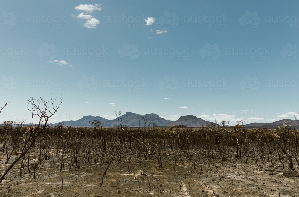 Image of West Australian Bushfire aftermath, dead burnt trees ...