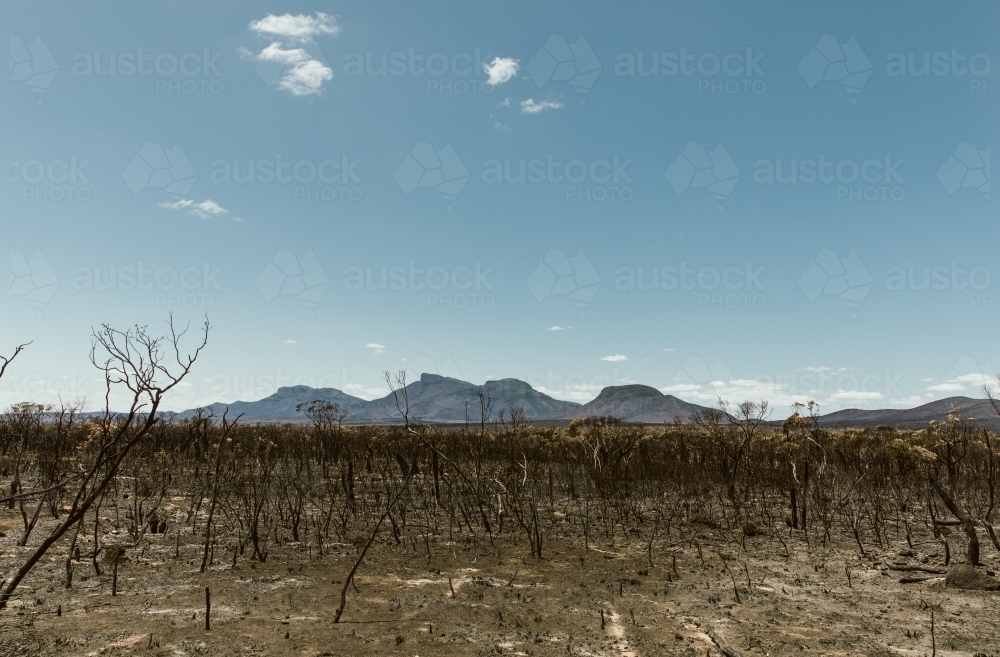 West Australian Bushfire aftermath, dead burnt trees - Australian Stock Image