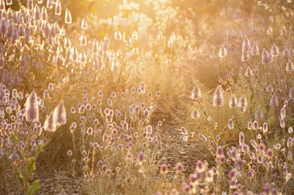 West Australian wildflowers in sunlight - Australian Stock Image