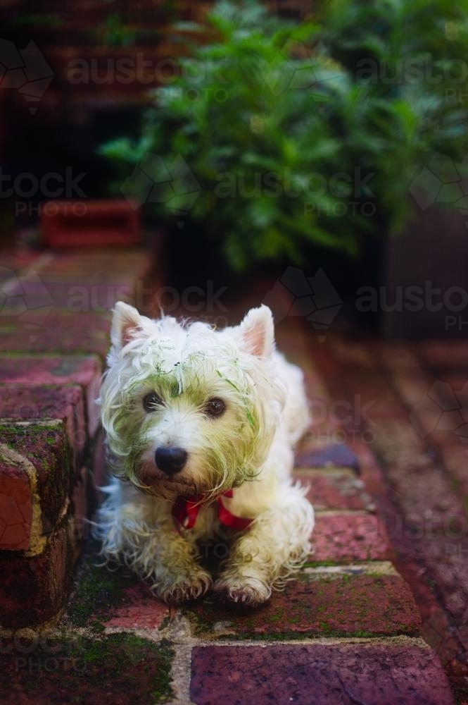 West highland terrier with a green face after discovering fresh cut lawn at the park - Australian Stock Image