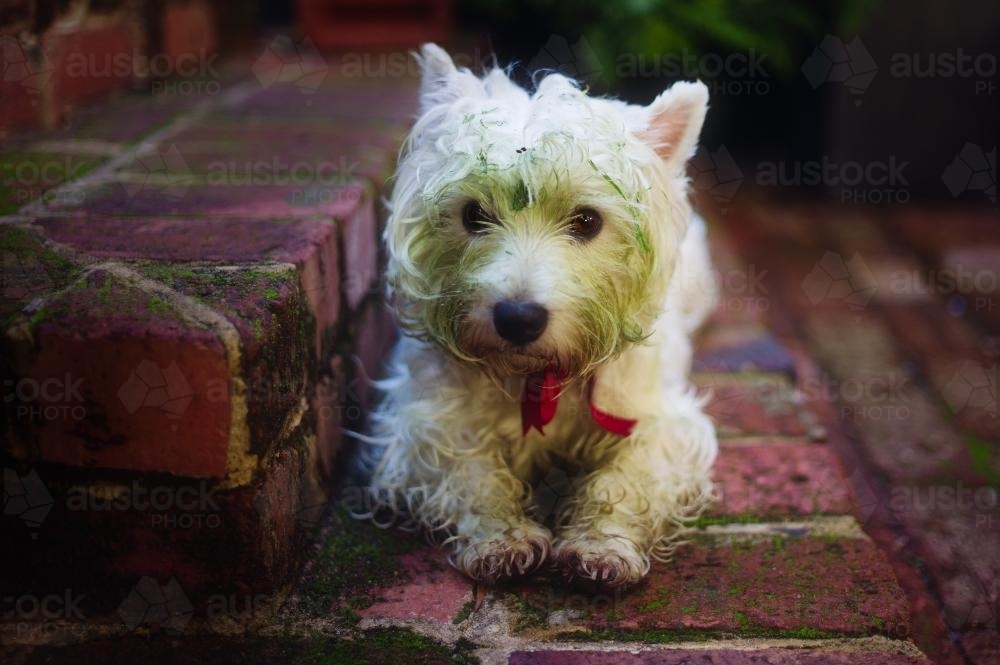 West highland terrier with a green face after discovering fresh cut lawn at the park - Australian Stock Image