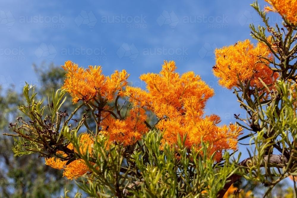 Aurelua Tree Image of Western Aurelian Christmas Tree Nuytsia Floribundas - Austockphoto