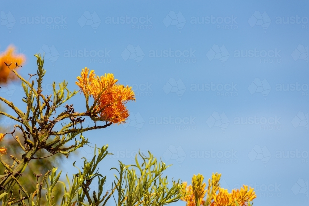 Western Australian Christmas tree flowers on tree with blue sky - Australian Stock Image