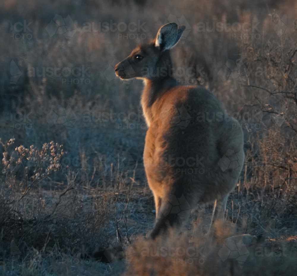 Western Grey Kangaroo amongst the Saltbush - Australian Stock Image