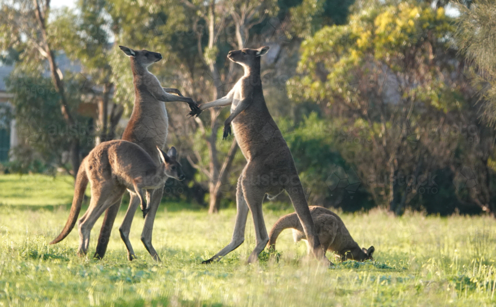 Western Grey Kangaroo - Australian Stock Image