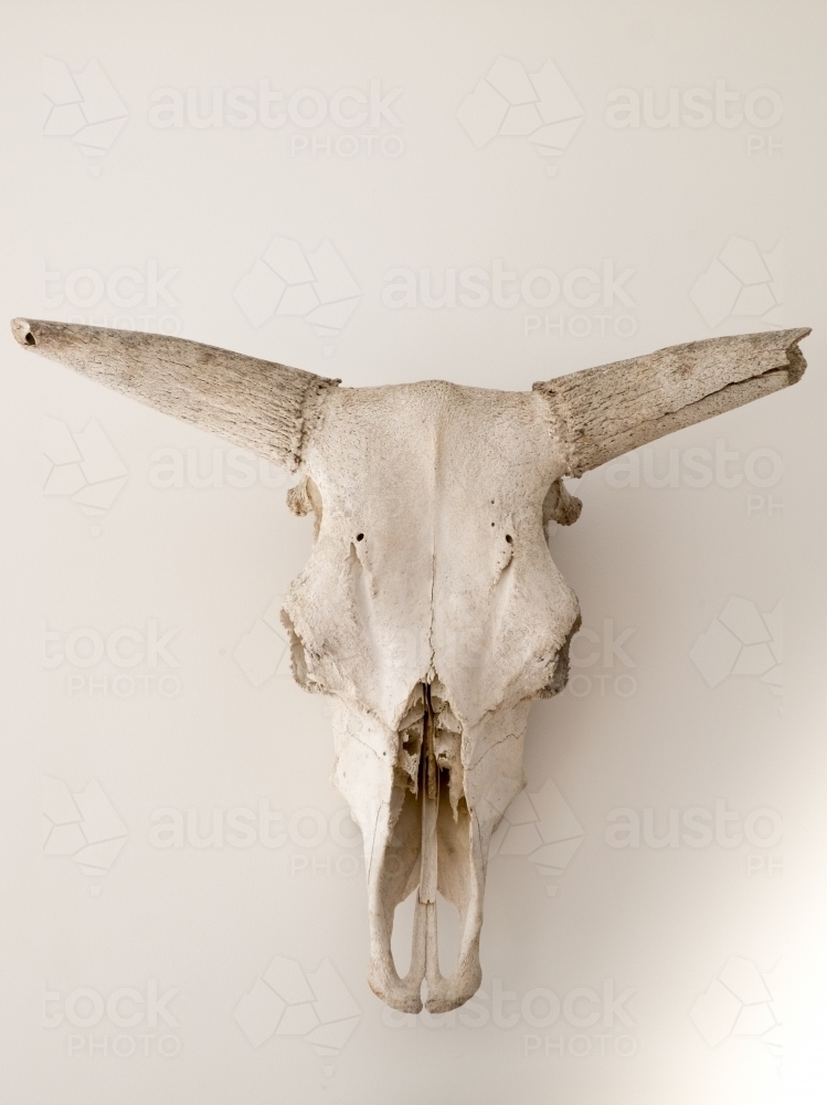 Image Of Western Style Bull Skull Used As Decoration Austockphoto