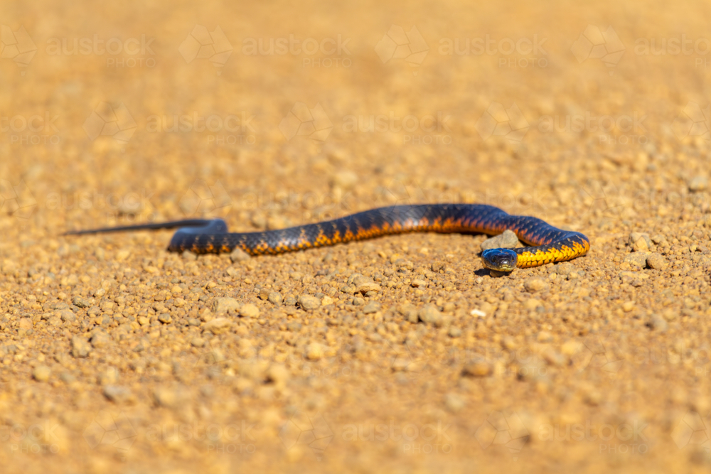 Western Tiger Snake, Notechis scutatus, warming on orange gravel - Australian Stock Image