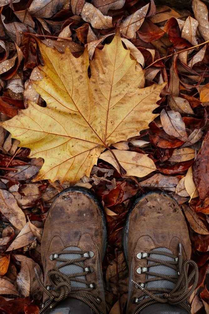 Wet autumn fallen leaf and hiking boots with lots of fallen leaves in background - Australian Stock Image