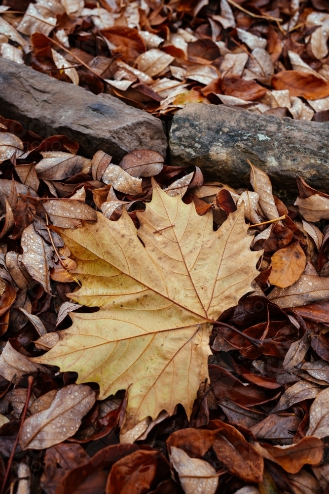 Wet autumn fallen leaf with lots of fallen leaves in background - Australian Stock Image