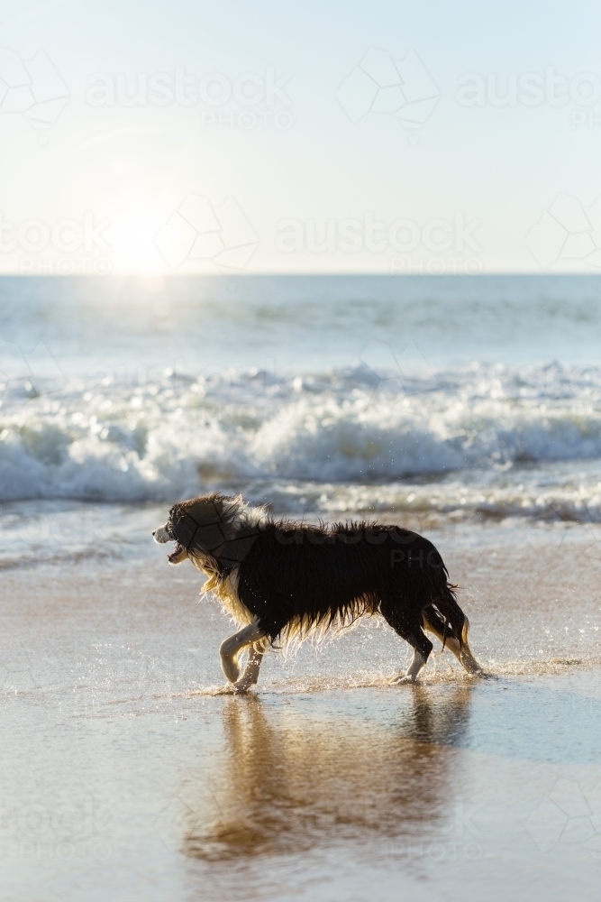 Wet border-collie dog on the beach - Australian Stock Image