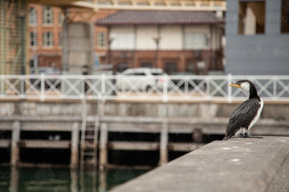 Wet cormorant bird sitting on wharf in Newcastle in the rain - Australian Stock Image