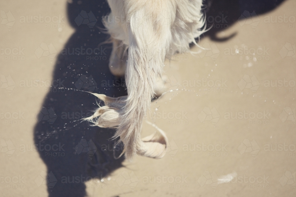 Wet Dog Tail at the Beach - Australian Stock Image