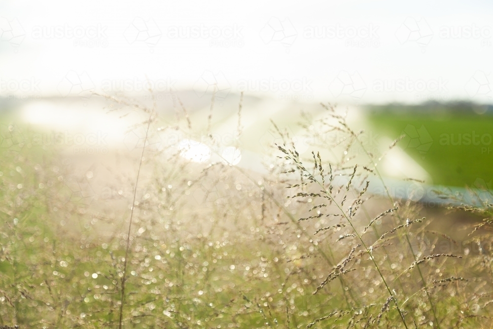 Wet grass sparkling in evening light - Australian Stock Image