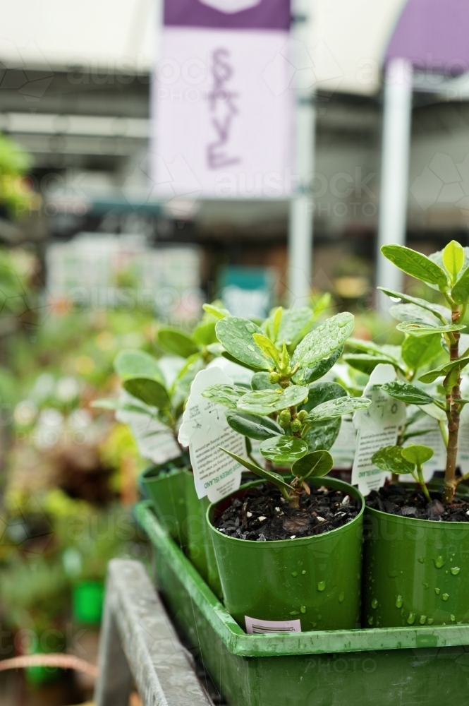 Wet green nursery plants for sale - Australian Stock Image