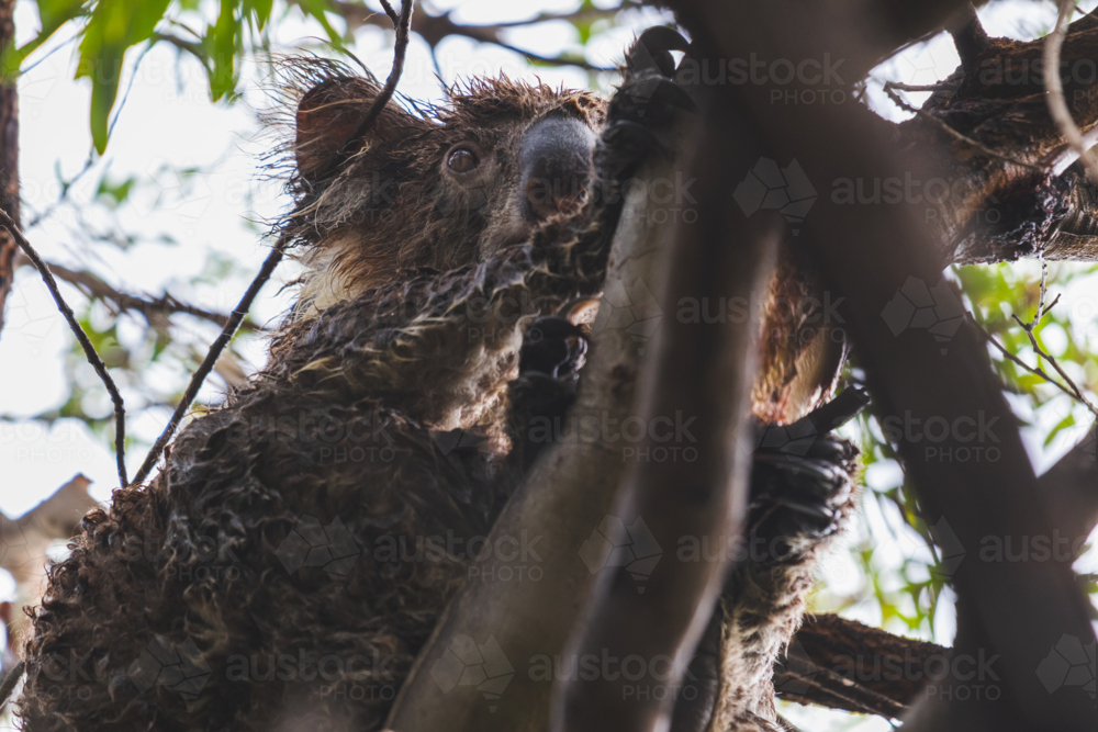 Wet koala bear in a tree after heavy rain and floods in South Australia - Australian Stock Image
