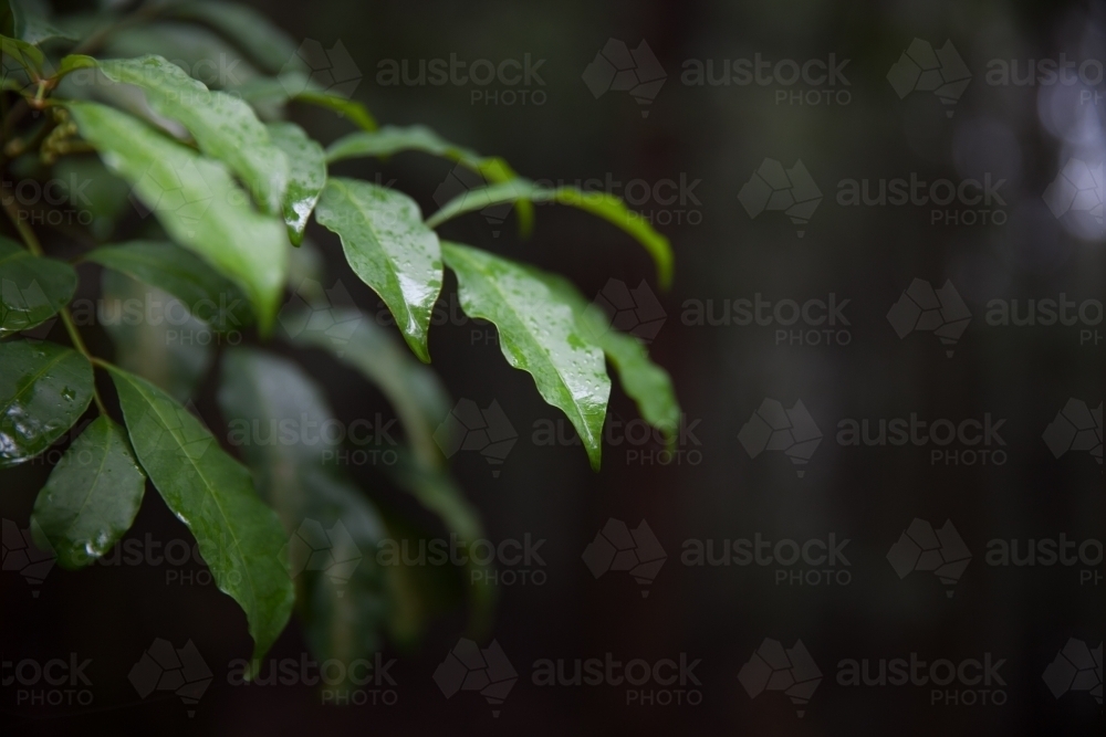 Wet leaves dew covered at dusk - Australian Stock Image