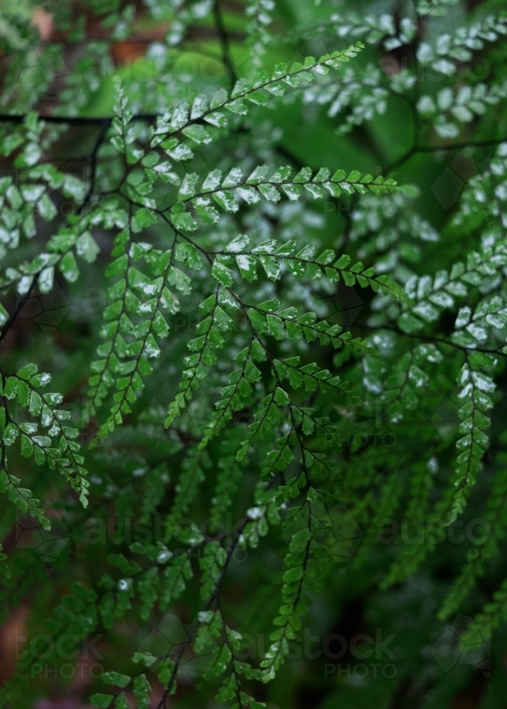 Wet Maiden Hair Fern - Australian Stock Image