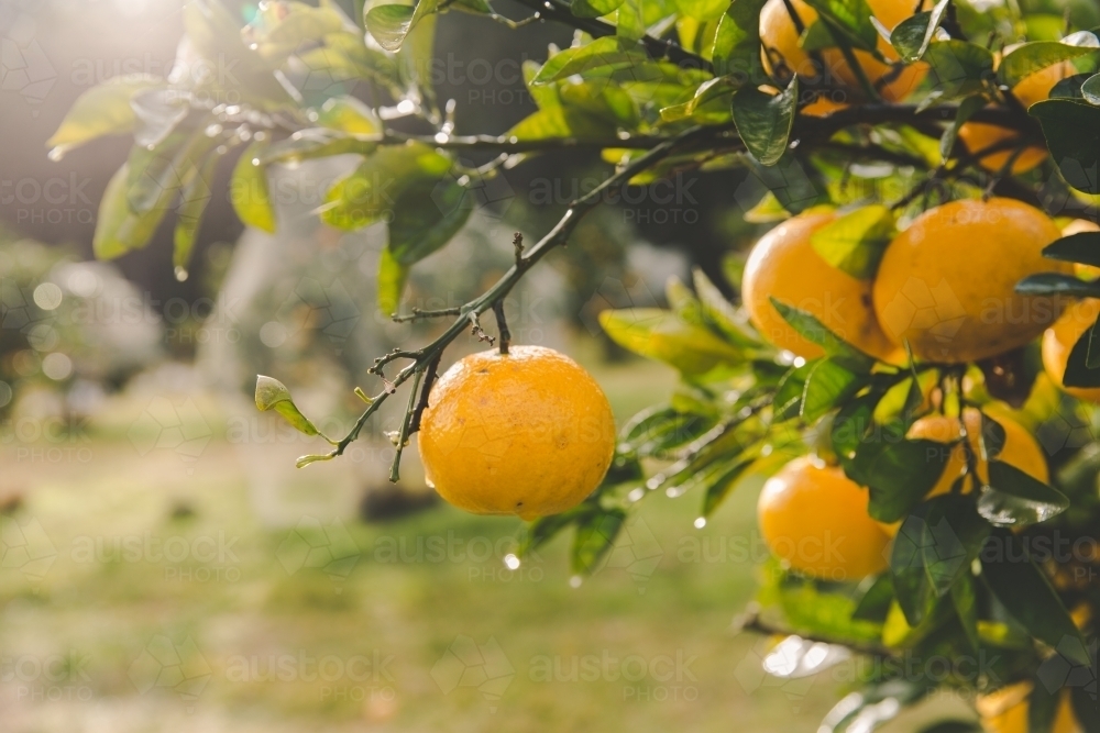 Wet orange citrus on fruit trees, in beam of sunlight on rural farm - Australian Stock Image