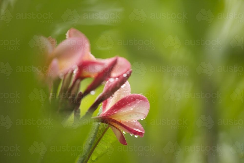 Wet pink frangipani flower seen through blurred green - Australian Stock Image