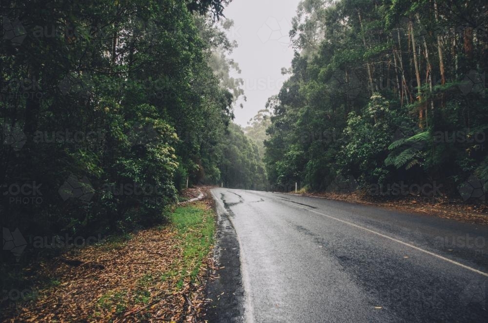 Wet road in a forest on overcast day - Australian Stock Image