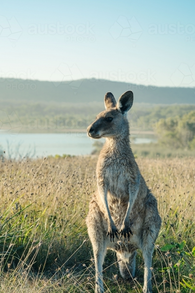 Wet roo by the lake - Australian Stock Image