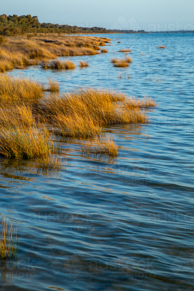 Wetland grasses of Lake Clifton in Yalgorup National Park, Western Australia. - Australian Stock Image