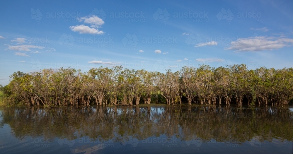 wetland vegetation along the waterway in kakadu - Australian Stock Image