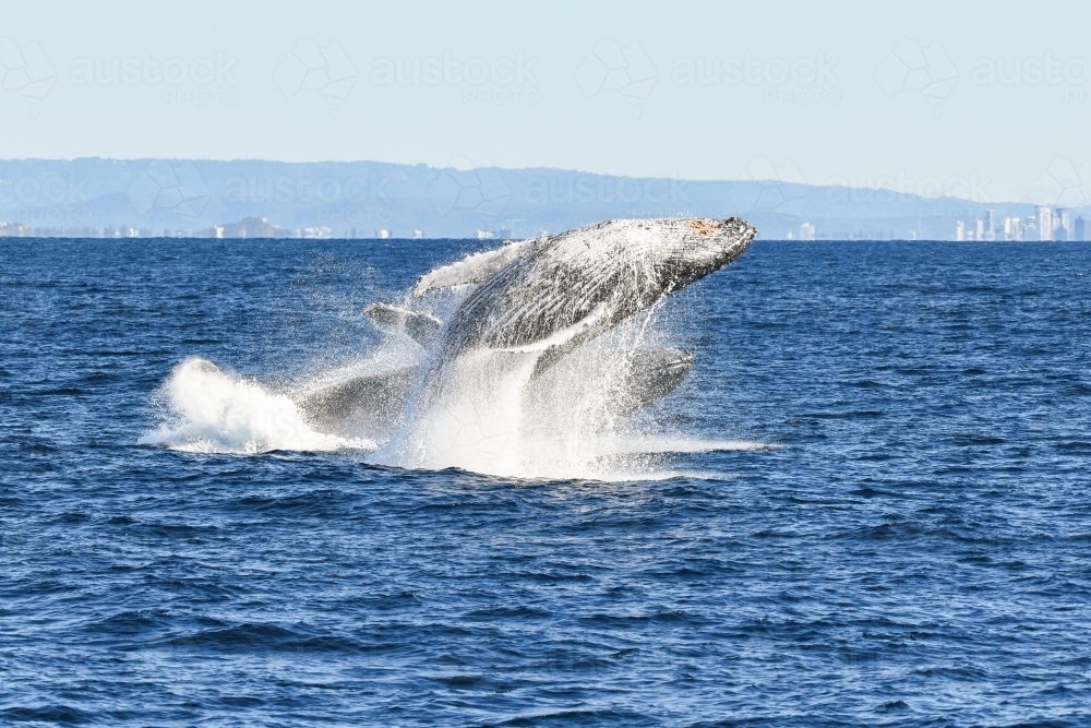 Whale almost backflipping over another whale while both breaching - Australian Stock Image