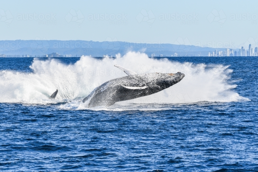 Whale breaching and slapping into the ocean after another whale has breached. - Australian Stock Image